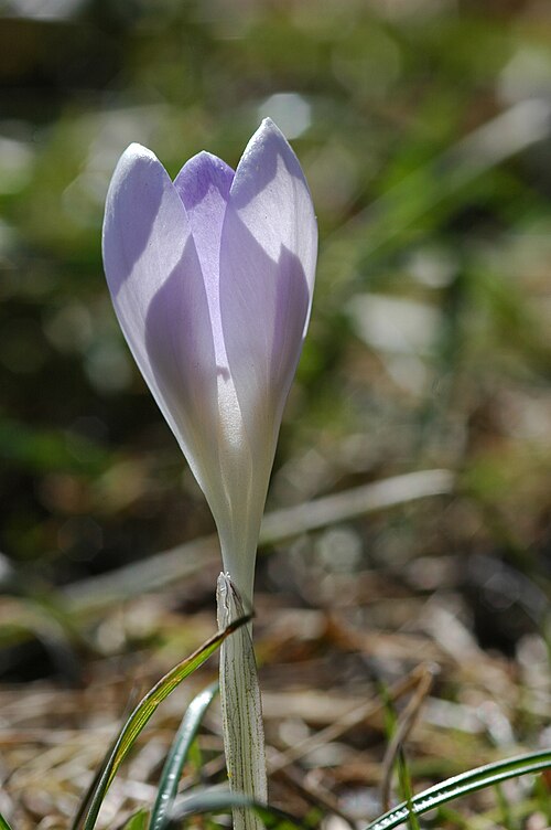 Dutch crocus: Crocus