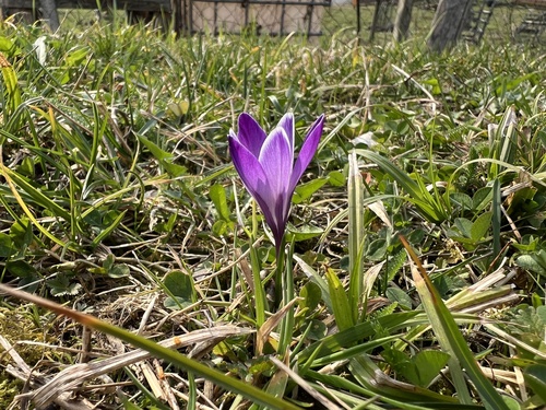 Dutch crocus (Crocus vernus)