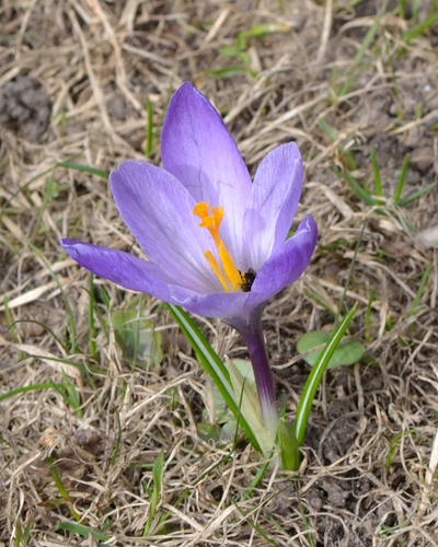 Dutch crocus (Crocus vernus)
