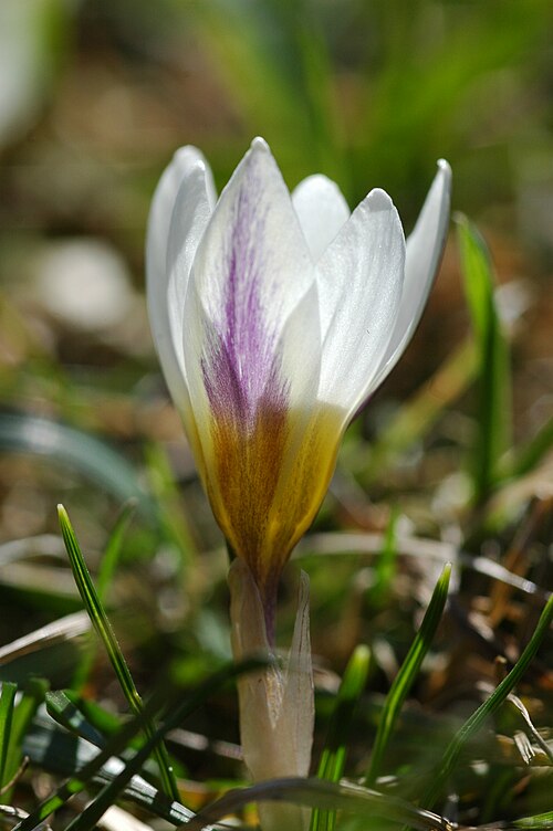 Dutch crocus: Crocus
