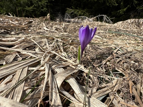 Dutch crocus (Crocus vernus)