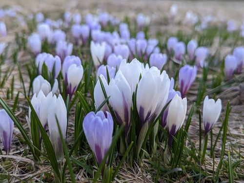 Dutch crocus (Crocus vernus)