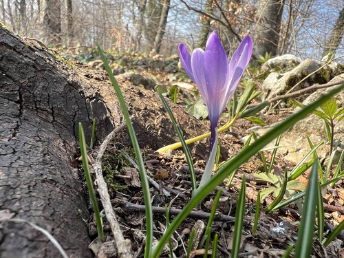 Dutch crocus (Crocus vernus)