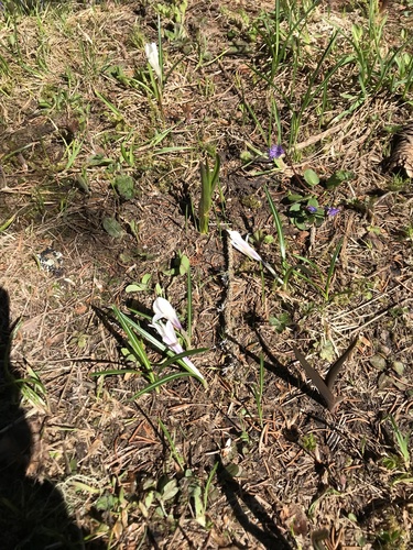 Dutch crocus (Crocus vernus)