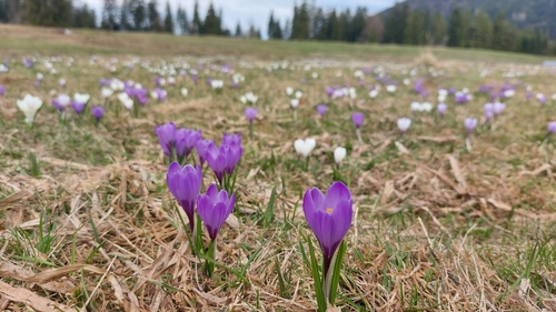 Dutch crocus (Crocus vernus)