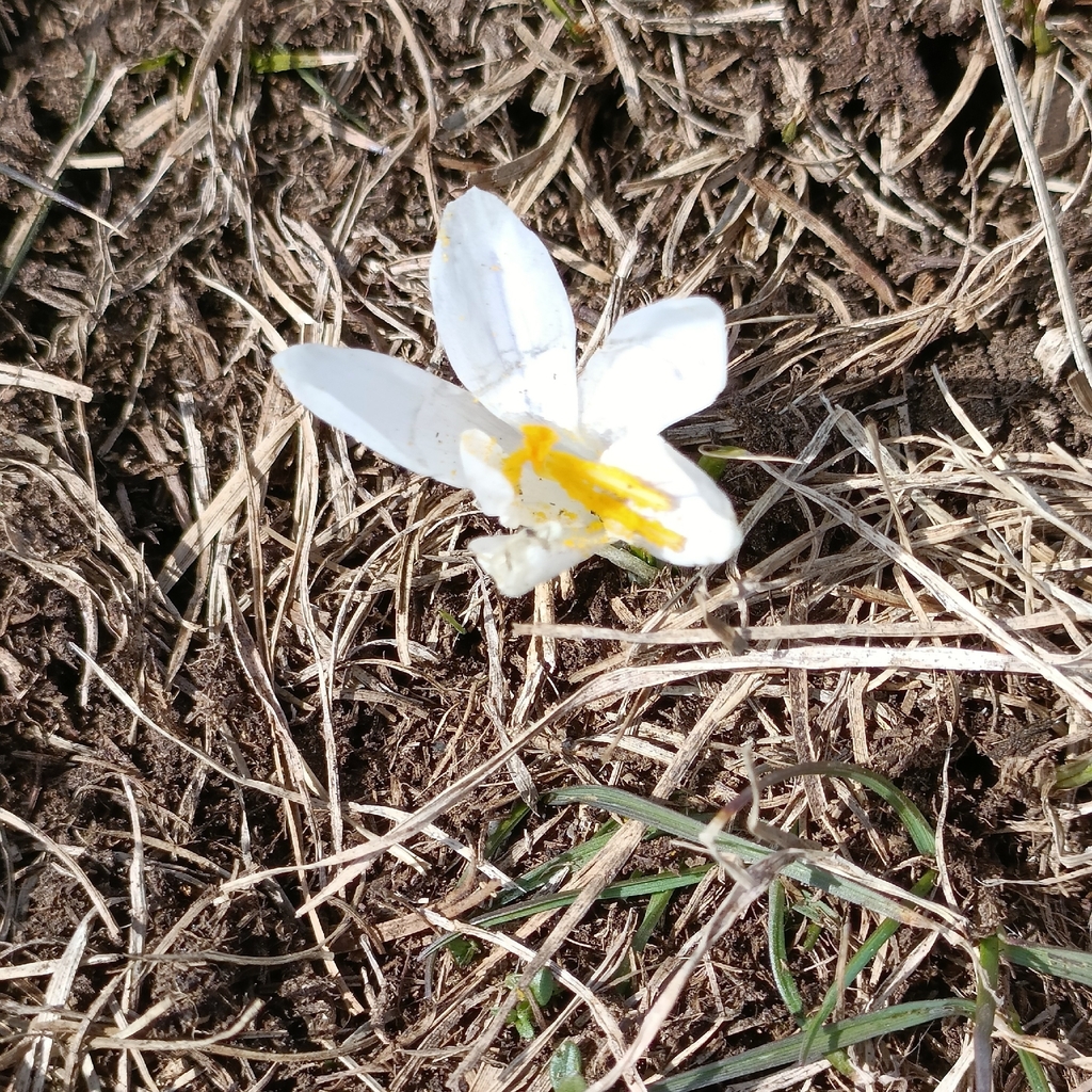 Dutch crocus (Crocus vernus)