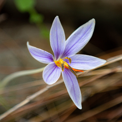 Crocus wattiorum (Crocus wattiorum)