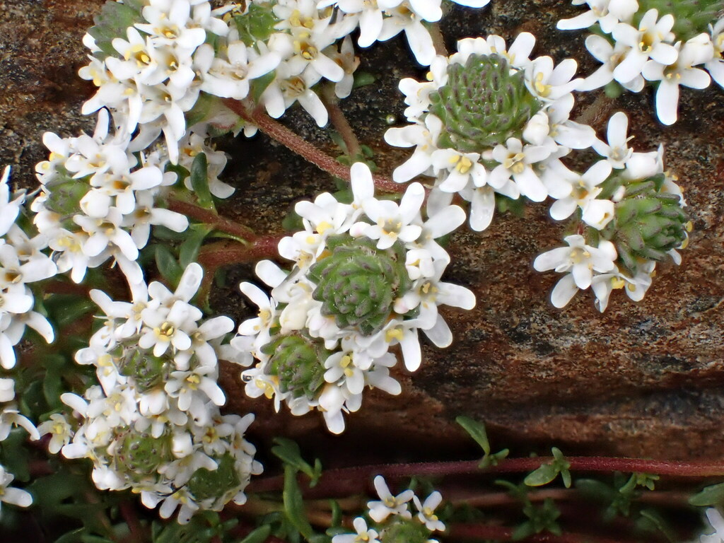 Cromidon corrigioloides (Cromidon corrigioloides)