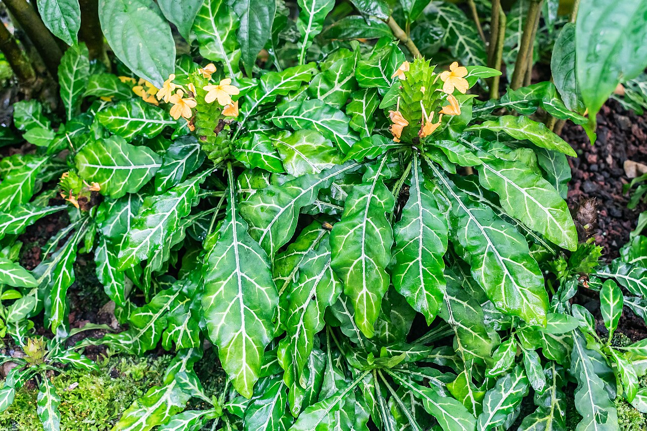 Crossandra flava: Crossandra flava in tropical greenhouses in the Parc de la Tete d'Or in Lyon , France