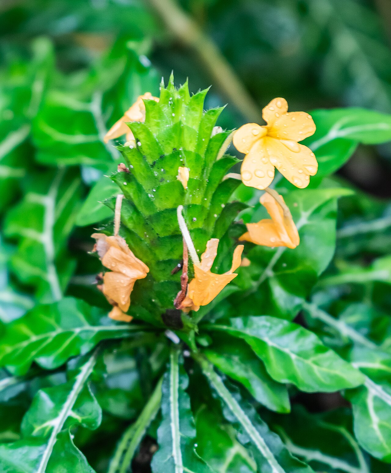Crossandra flava: Crossandra flava in tropical greenhouses in the Parc de la Tete d'Or in Lyon , France