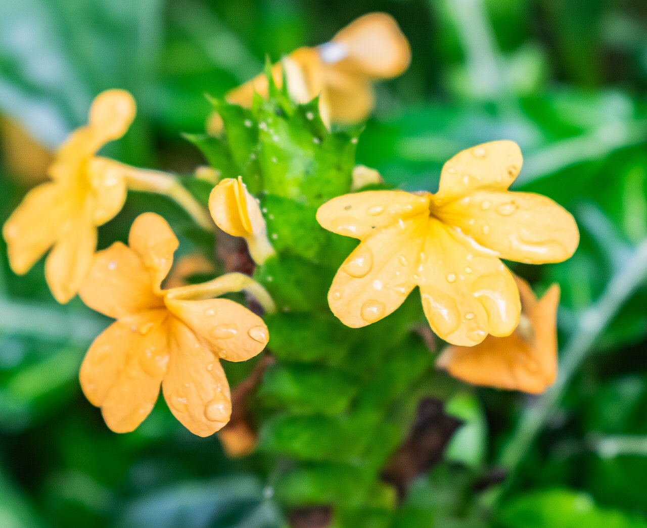 Crossandra flava: Crossandra flava in tropical greenhouses in the Parc de la Tete d'Or in Lyon , France