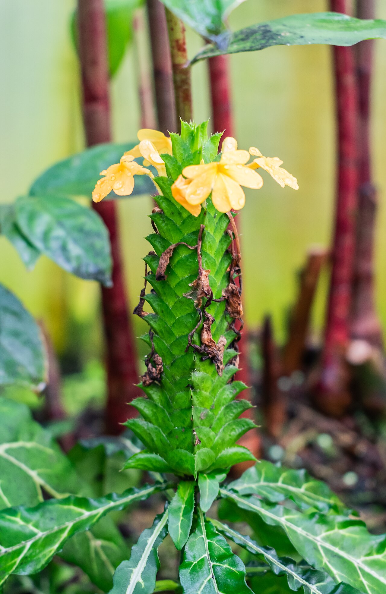 Crossandra flava: Crossandra flava in tropical greenhouses in the Parc de la Tete d'Or in Lyon , France