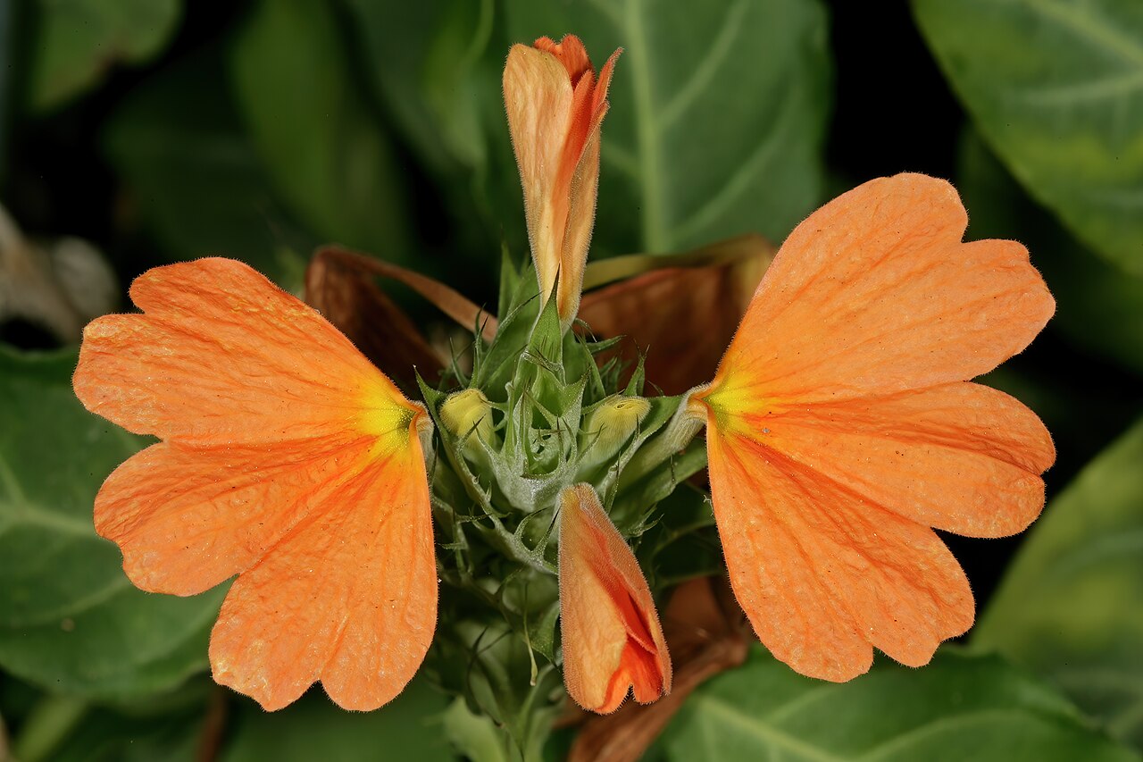 Crossandra fruticulosa: Crossandra fruticulosa , top part of inflorescence; Kirstenbosch National Botanical Garden, Cape Town, Western Cape, South Africa