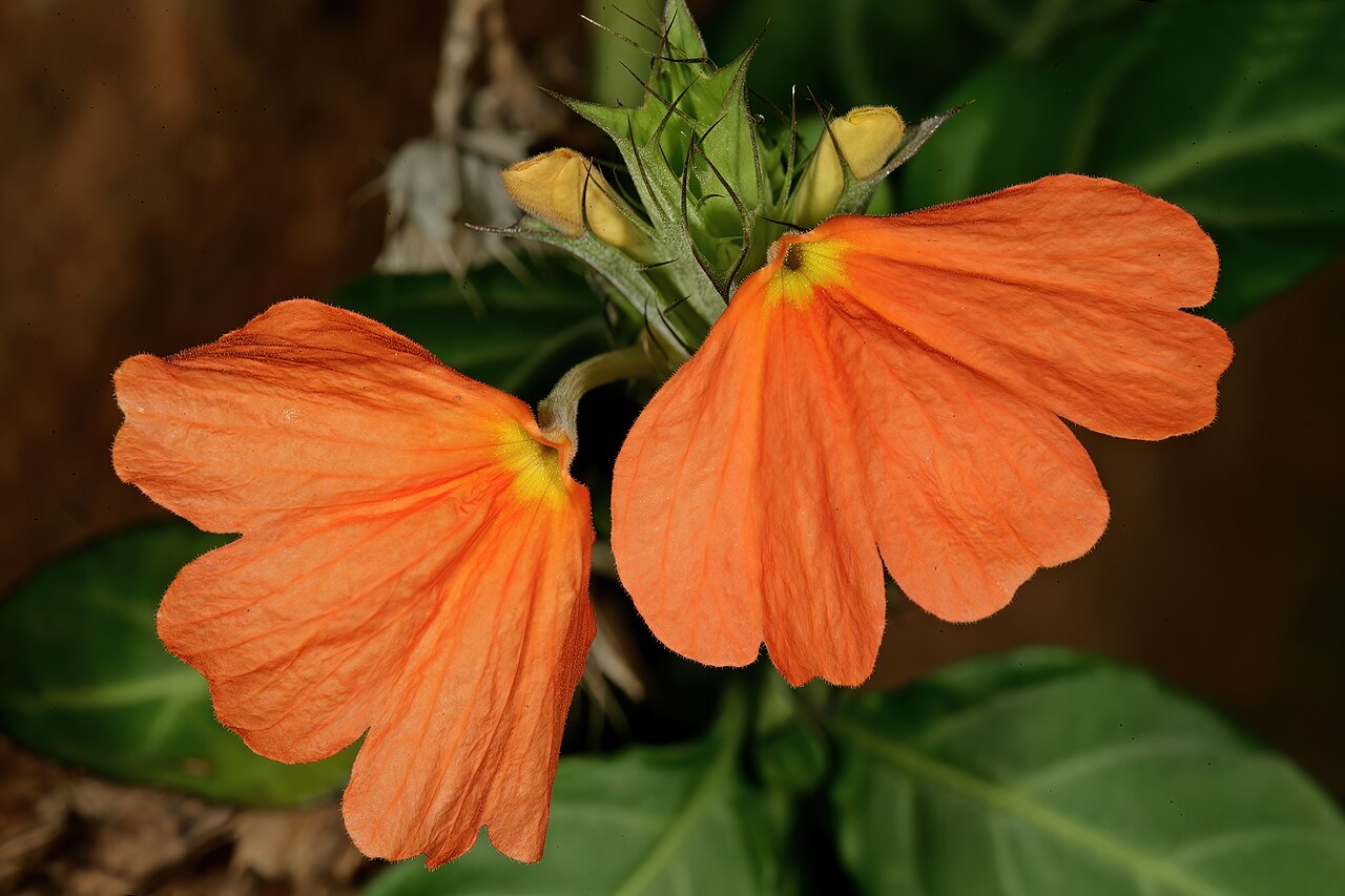 Crossandra fruticulosa: Crossandra fruticulosa , inflorescence; Kirstenbosch National Botanical Garden, Cape Town, Western Cape, South Africa
