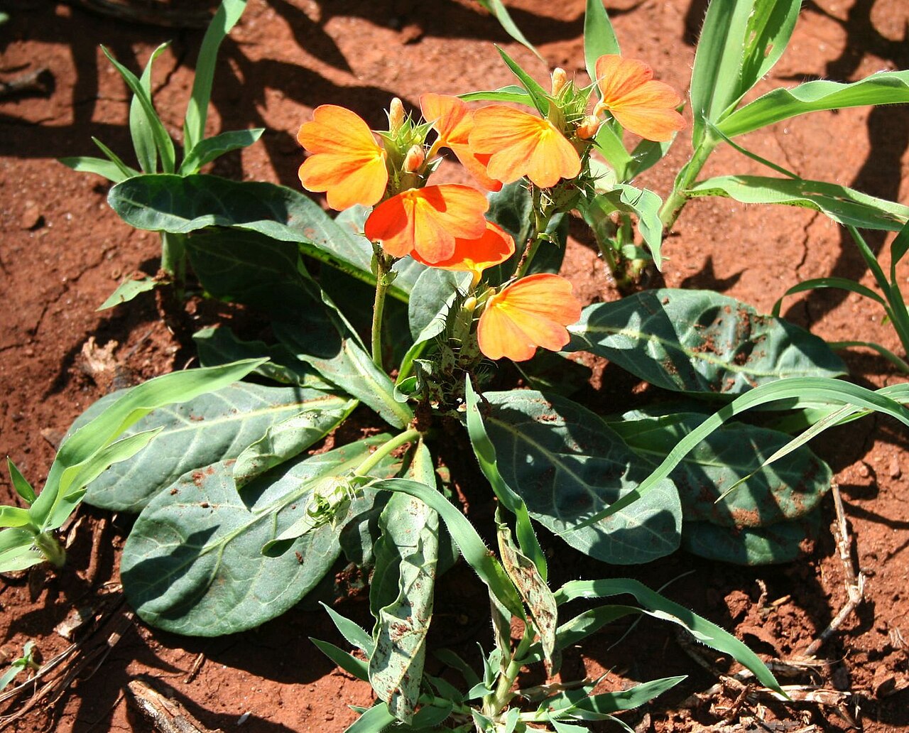 Crossandra fruticulosa: Crossandra zuluensis , Akanthusgewächse (Acanthaceae) – Südafrika/South Africa: KwaZulu-Natal, Pongola Game Reserve, ca. 22 km ENE Pongola, ca. 220 m
