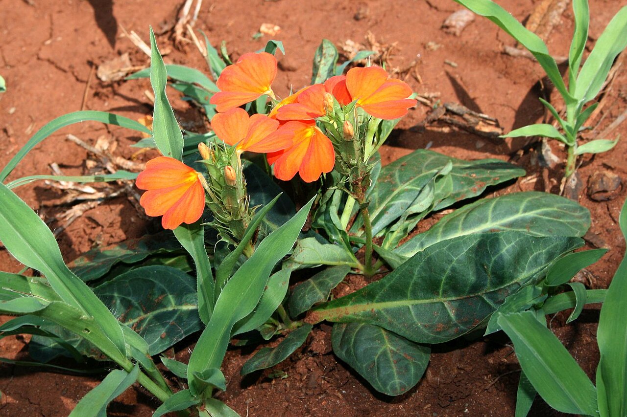Crossandra fruticulosa: Crossandra zuluensis , Akanthusgewächse (Acanthaceae) – Südafrika/South Africa: KwaZulu-Natal, Pongola Game Reserve, ca. 22 km ENE Pongola, ca. 220 m
