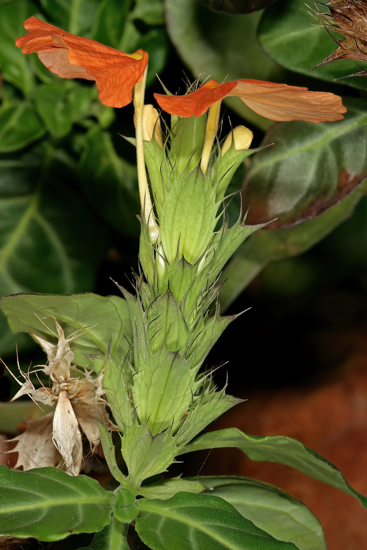 Crossandra fruticulosa: Crossandra fruticulosa , inflorescence; Kirstenbosch National Botanical Garden, Cape Town, Western Cape, South Africa