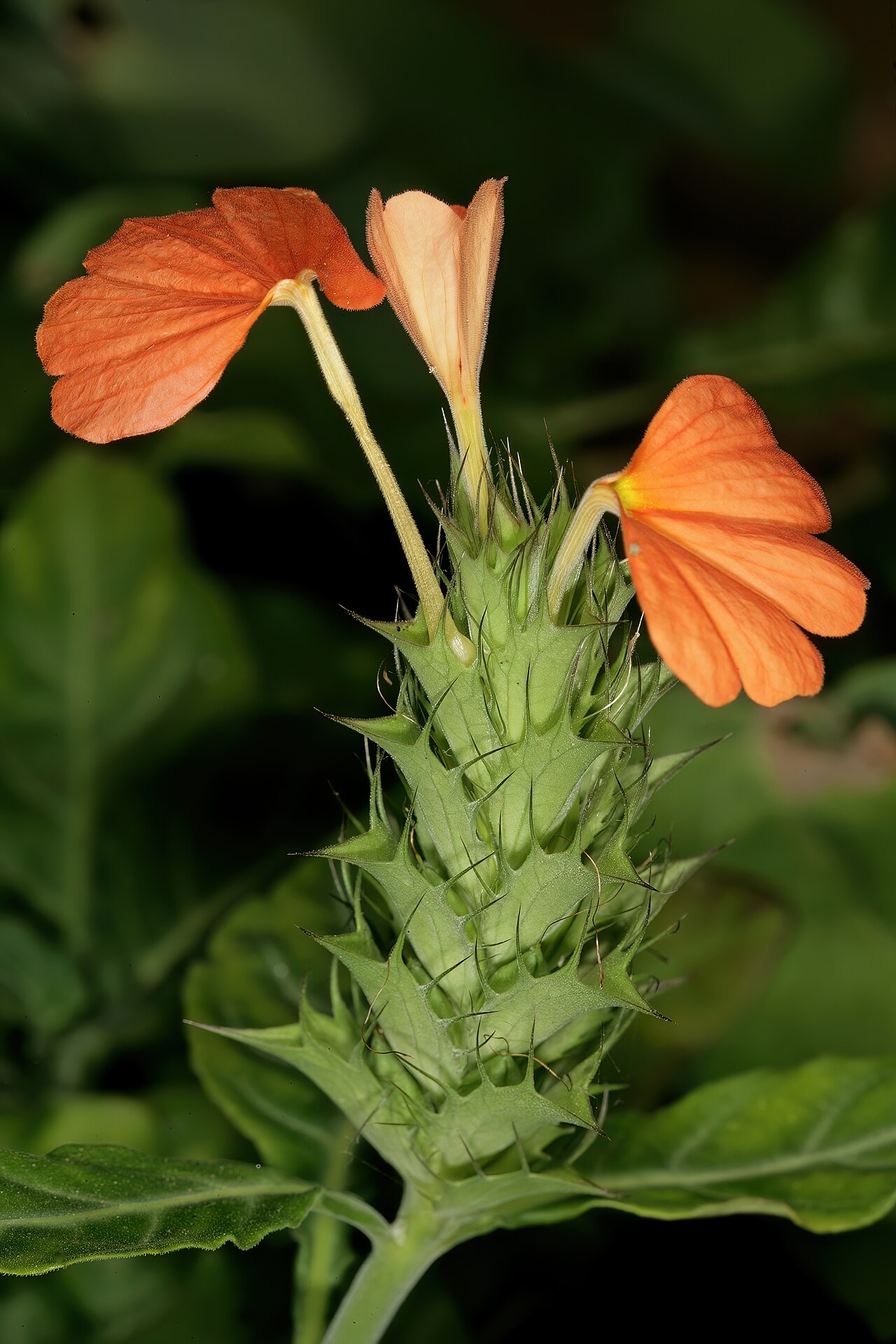 Crossandra fruticulosa: Crossandra fruticulosa , inflorescence; Kirstenbosch National Botanical Garden, Cape Town, Western Cape, South Africa