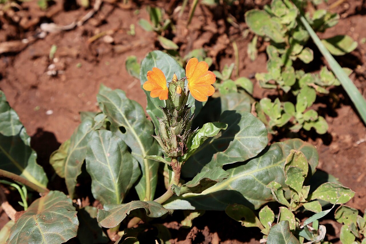 Crossandra fruticulosa: South Africa, Phongolo Nature Reserve on the state-line with Eswatini