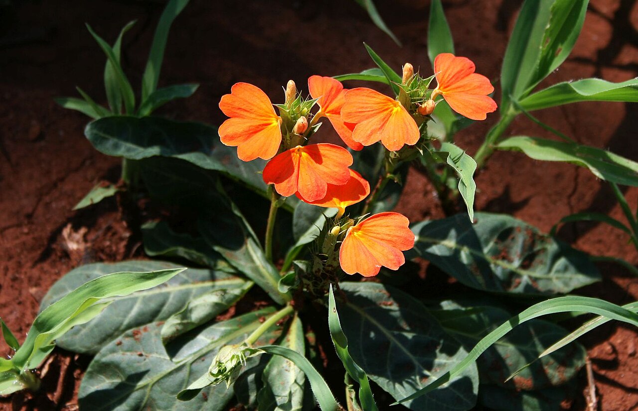 Crossandra fruticulosa: Crossandra zuluensis , Akanthusgewächse (Acanthaceae) – Südafrika/South Africa: KwaZulu-Natal, Pongola Game Reserve, ca. 22 km ENE Pongola, ca. 220 m