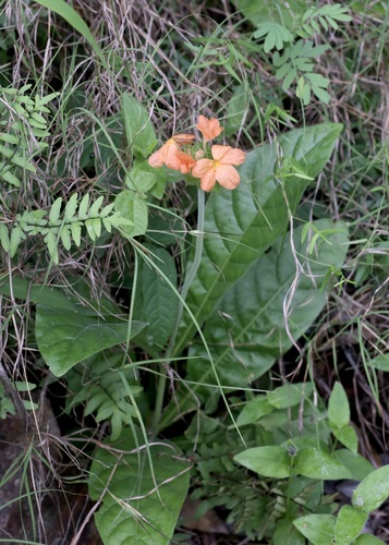 Crossandra greenstockii (Crossandra greenstockii)