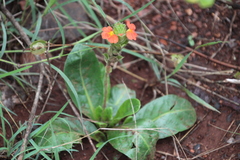 Crossandra greenstockii (Crossandra greenstockii)