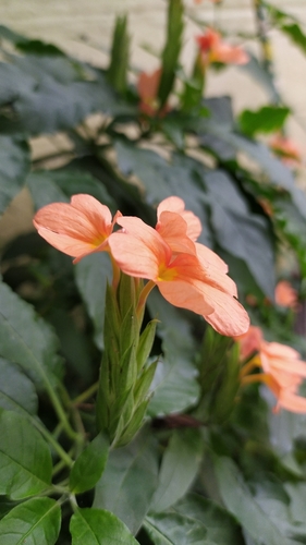 Crossandra infundibuliformis (Crossandra infundibuliformis)