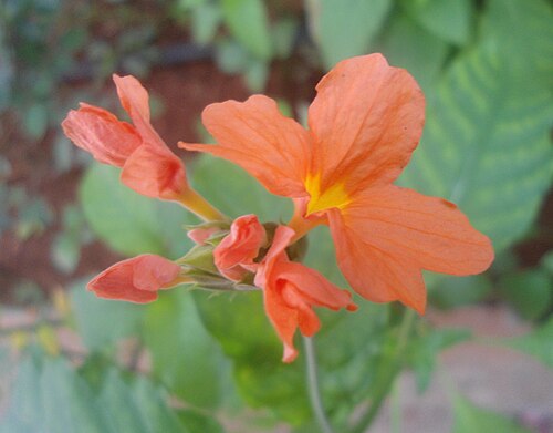 Crossandra infundibuliformis: A Crossandra infundibuliformis fire cracker flower at Madhurawada , Andhra Pradesh