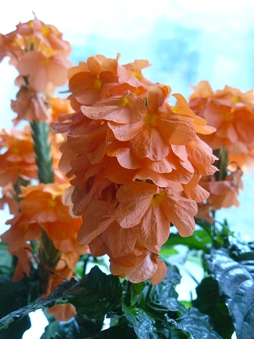 Crossandra infundibuliformis: An image of a Crossandra Fortuna .