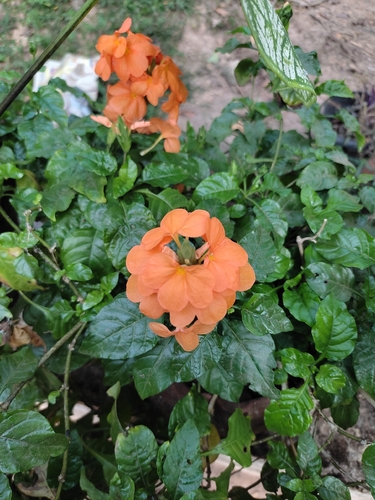 Crossandra infundibuliformis (Crossandra infundibuliformis)