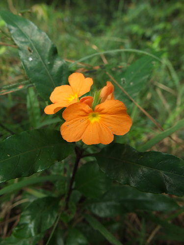 Crossandra infundibuliformis (Crossandra infundibuliformis)