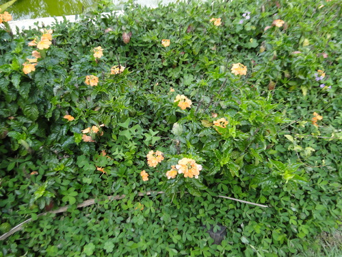 Crossandra infundibuliformis (Crossandra infundibuliformis)