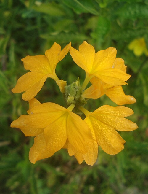 Crossandra infundibuliformis: (Crossandra infundibuliformis) Yellow fire cracker flower at Bhadrachalam