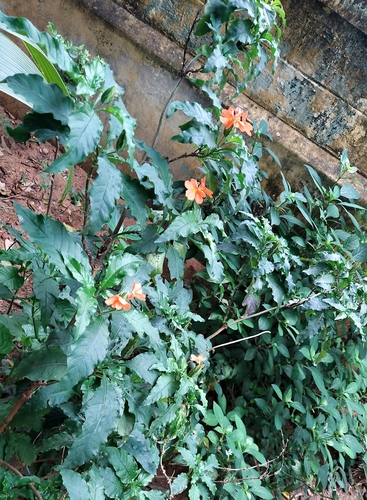 Crossandra infundibuliformis (Crossandra infundibuliformis)