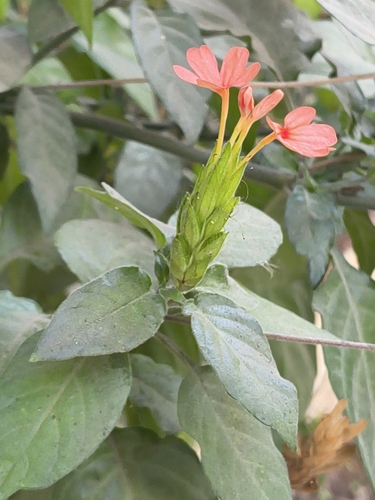 Crossandra infundibuliformis (Crossandra infundibuliformis)