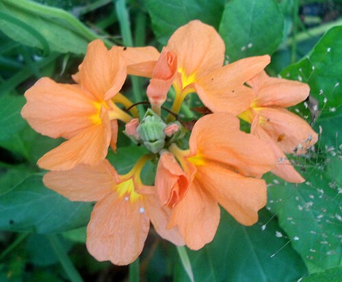 Crossandra infundibuliformis: (Crossandra infundibuliformis) fire cracker flower at Bhadrachalam