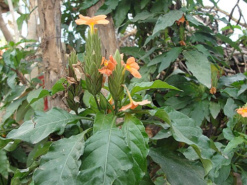 Crossandra infundibuliformis: This media file was uploaded as a part of the TamilWiki Media Contest .