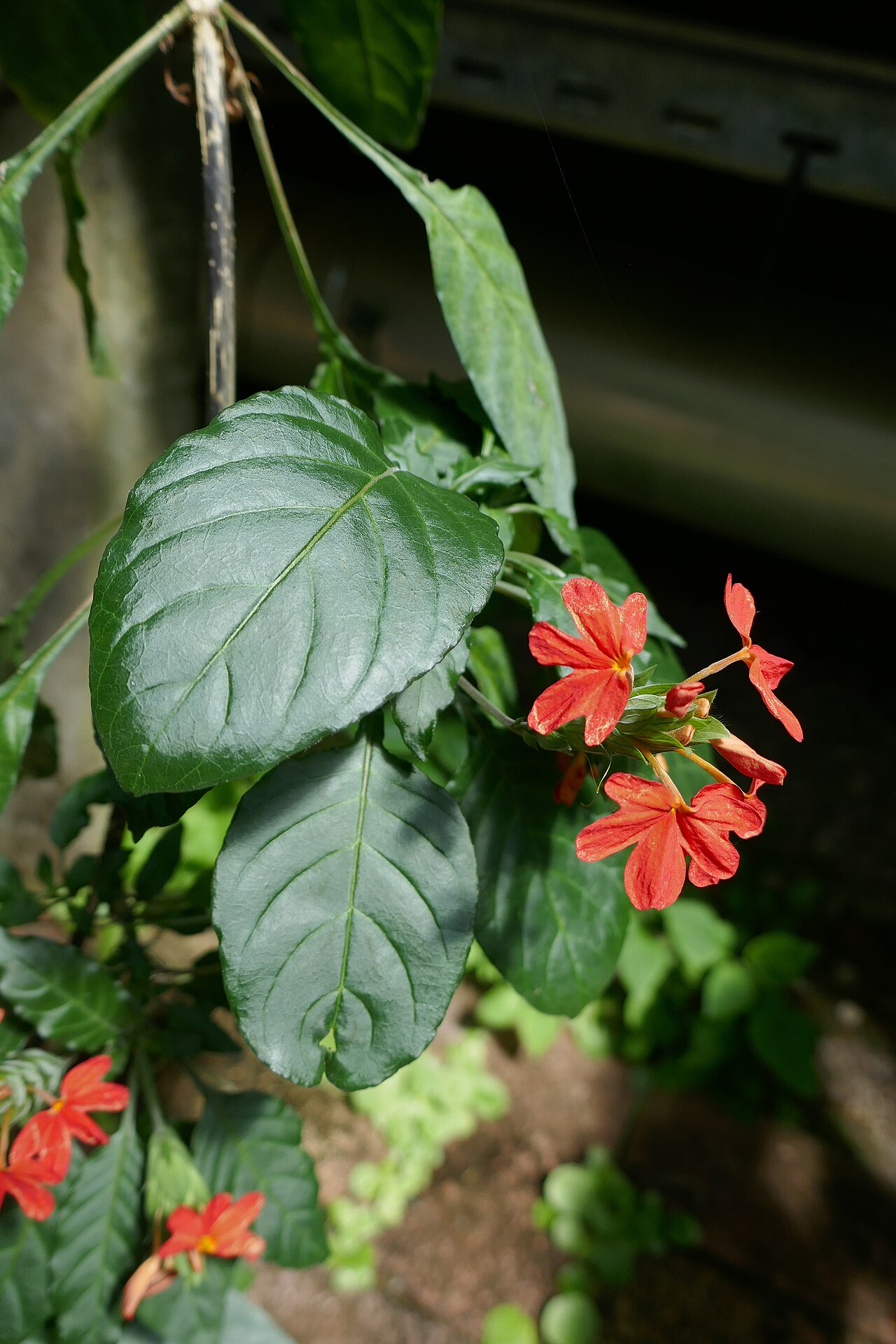 Crossandra massaica: Kenya, Ouganda, Tanzanie. Crossandra massaica Mildbr. Jardin botanique Jean-Marie Pelt, Villers-lès-Nancy.