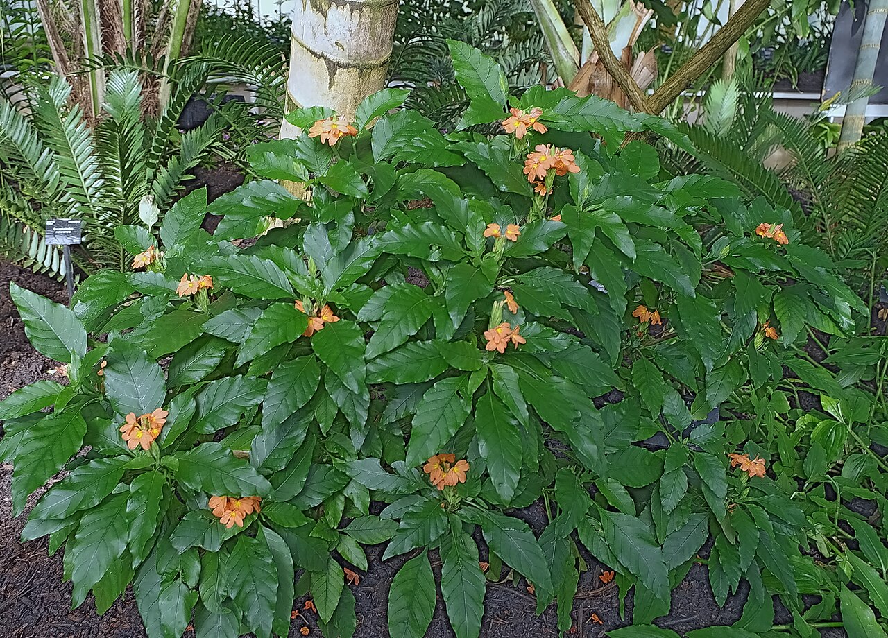 Crossandra massaica: Crossandra massaica - Palm house Kew Gardens