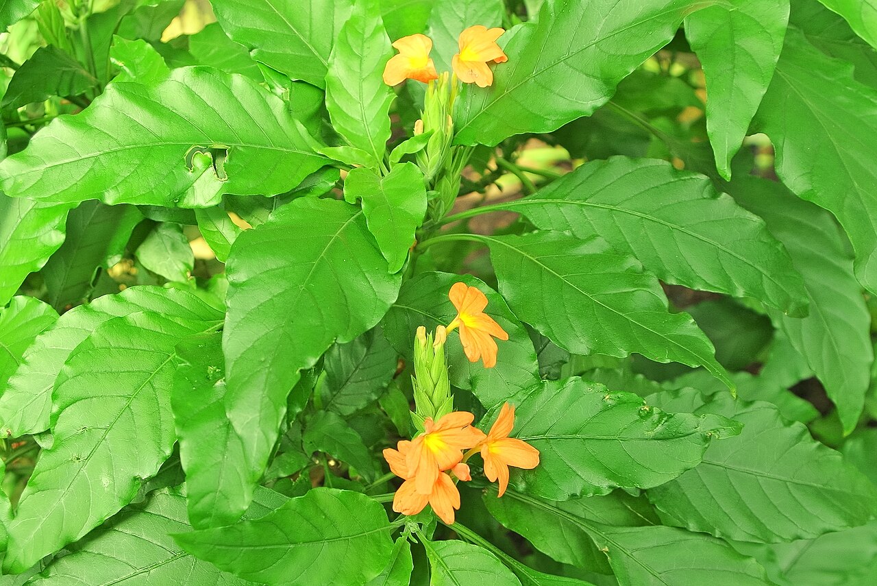 Crossandra massaica: Crossandra massaica (close up) - Palm house Kew Gardens
