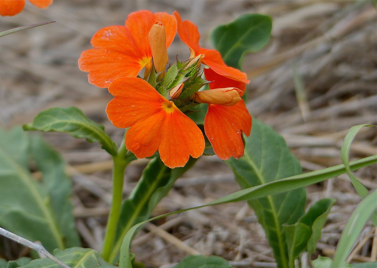 Save crossandra: S130 Road North of Crocodile Bridge, Kruger NP, SOUTH AFRICA