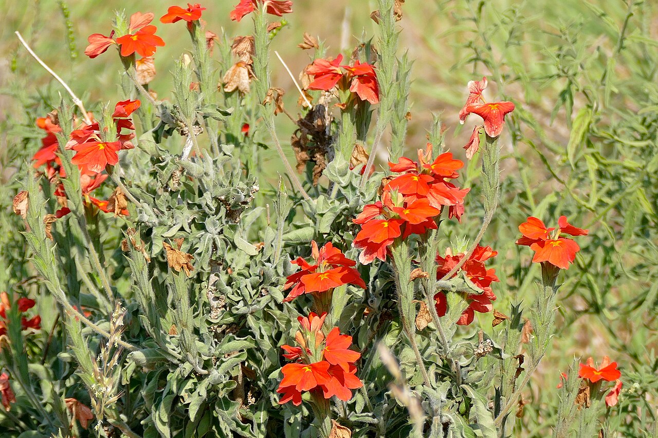 Save crossandra: S93 Road North of Olifants, Kruger NP, SOUTH AFRICA