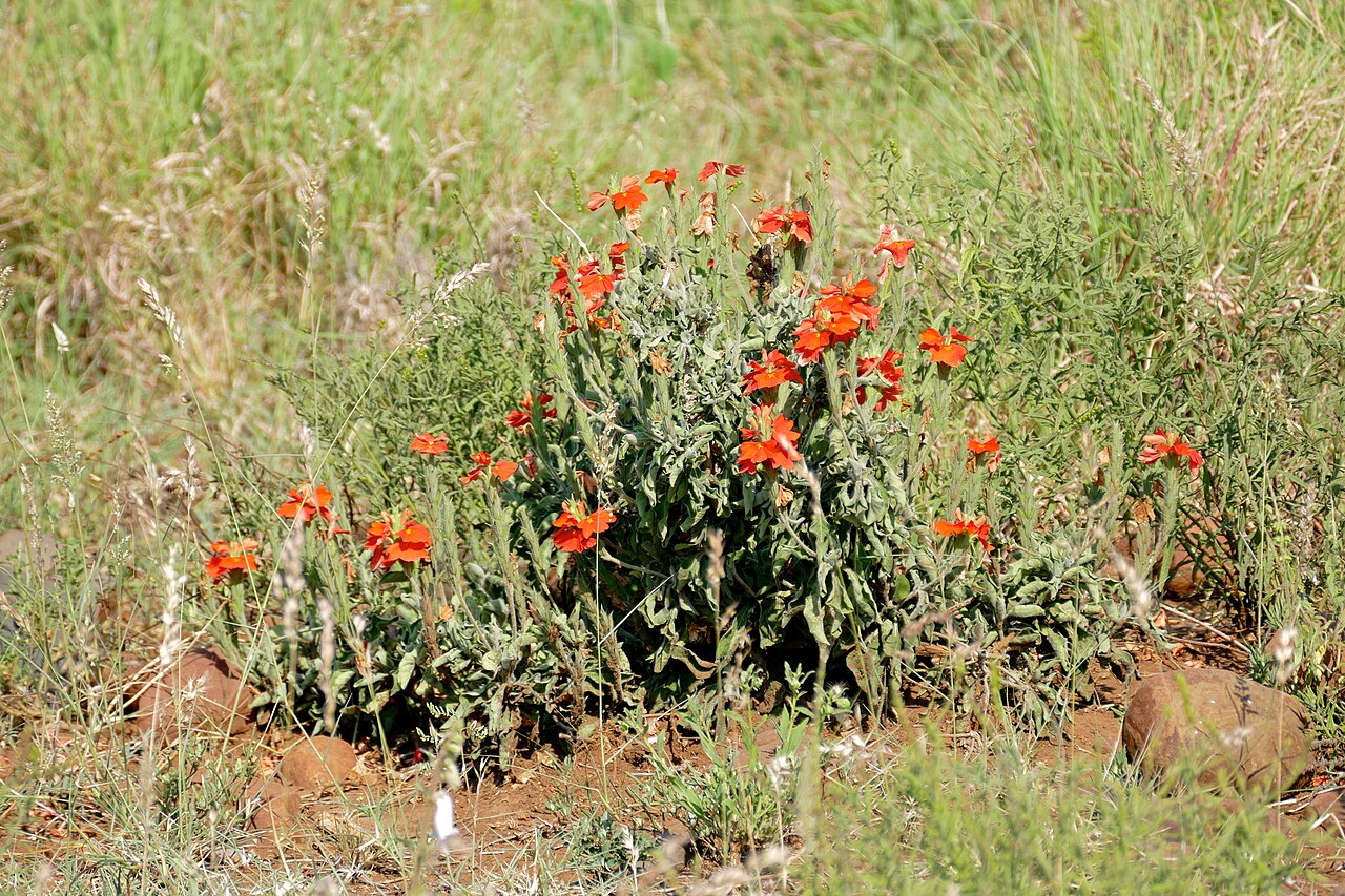 Save crossandra: S93 Road North of Olifants, Kruger NP, SOUTH AFRICA