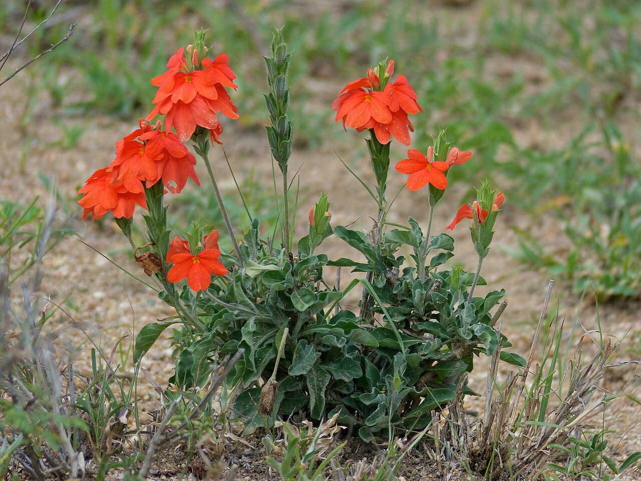 Save crossandra: H7 Road East of Orpen, Kruger NP, SOUTH AFRICA
