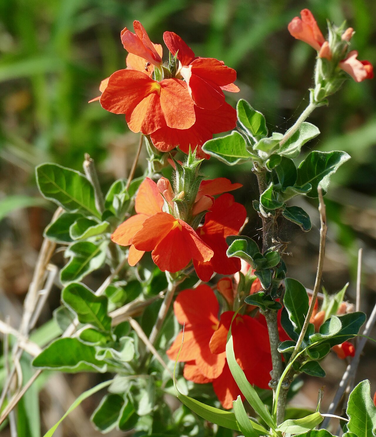 Save crossandra: H1-2 Road East of Skukuza, Kruger NP, Mpumalanga, SOUTH AFRICA