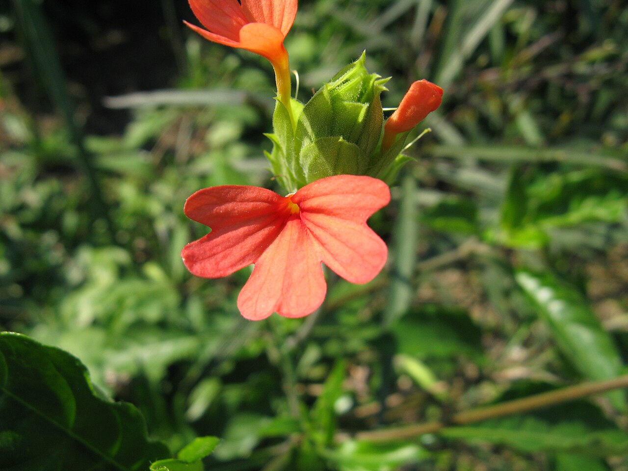 Crossandra nilotica: Scientific name Crossandra nilotica Place:Osaka,Japan