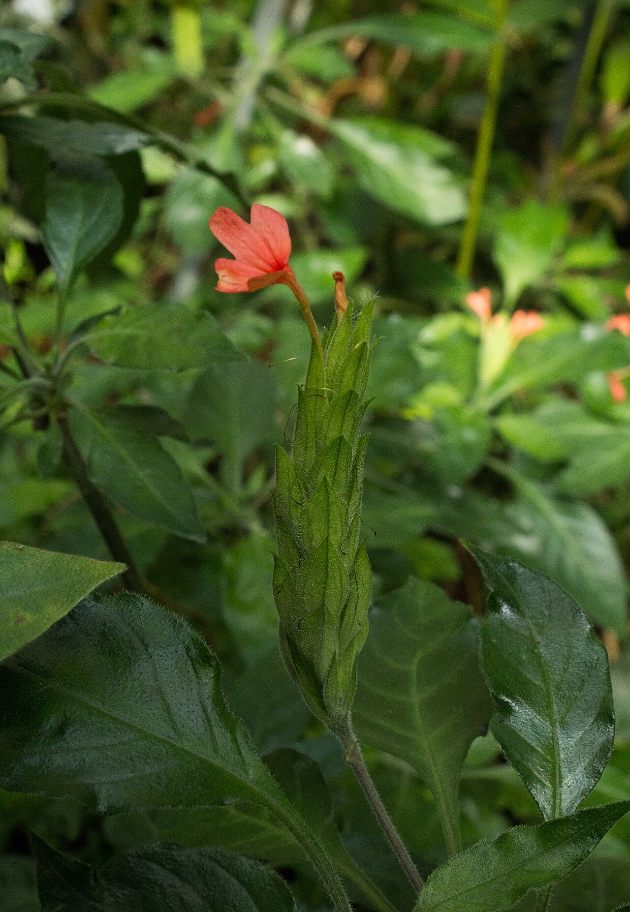 Crossandra nilotica: Crossandra nilotica - Botanischer Garten Dresden