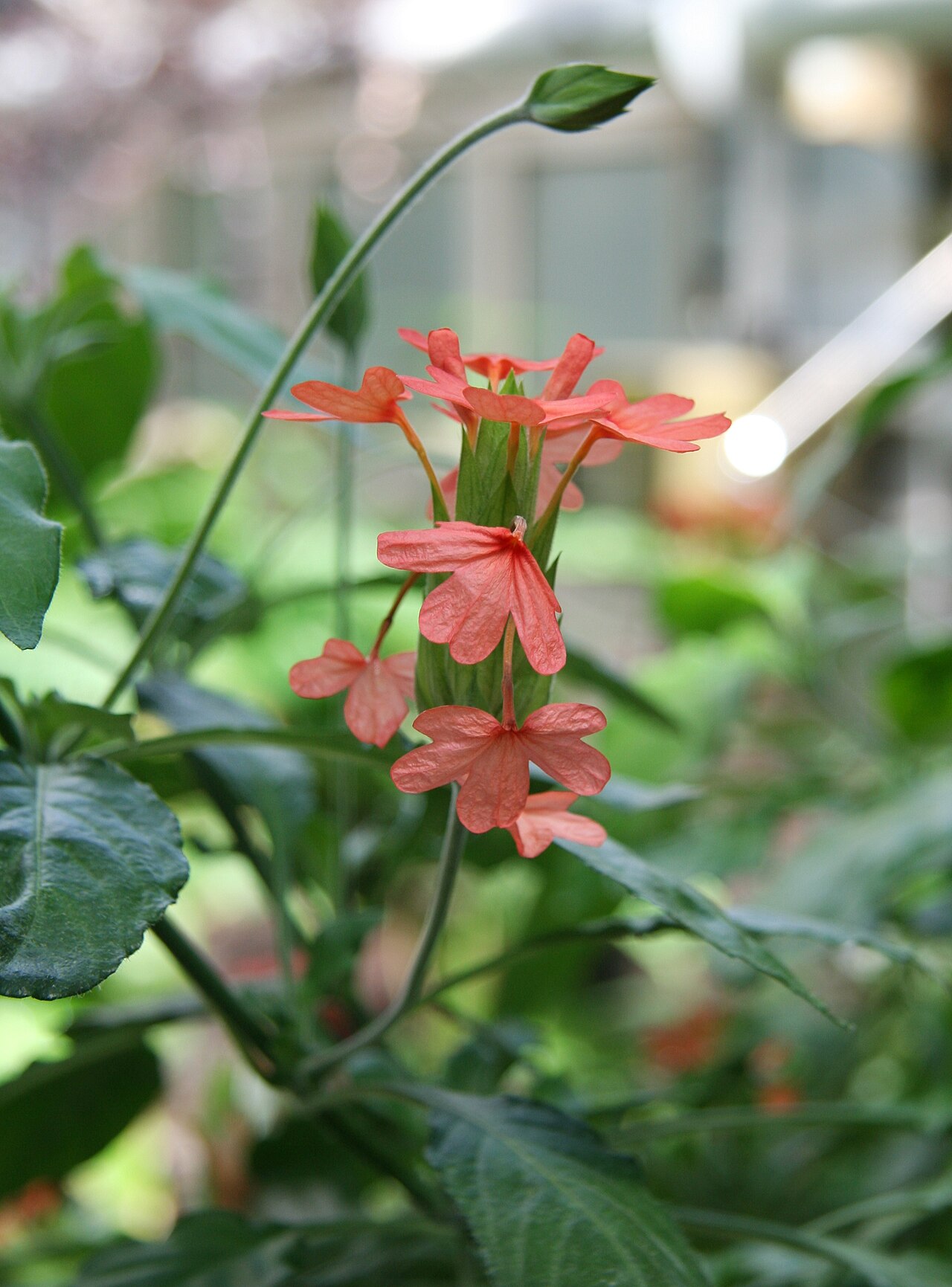 Crossandra nilotica: Crossandra nilotica im Botanischen Garten Berlin