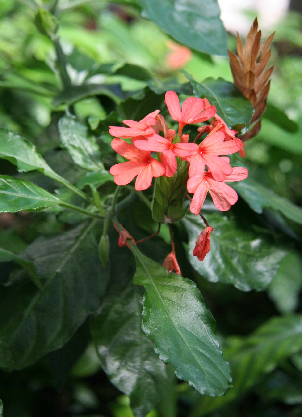 Crossandra nilotica: Crossandra nilotica im Botanischen Garten Berlin