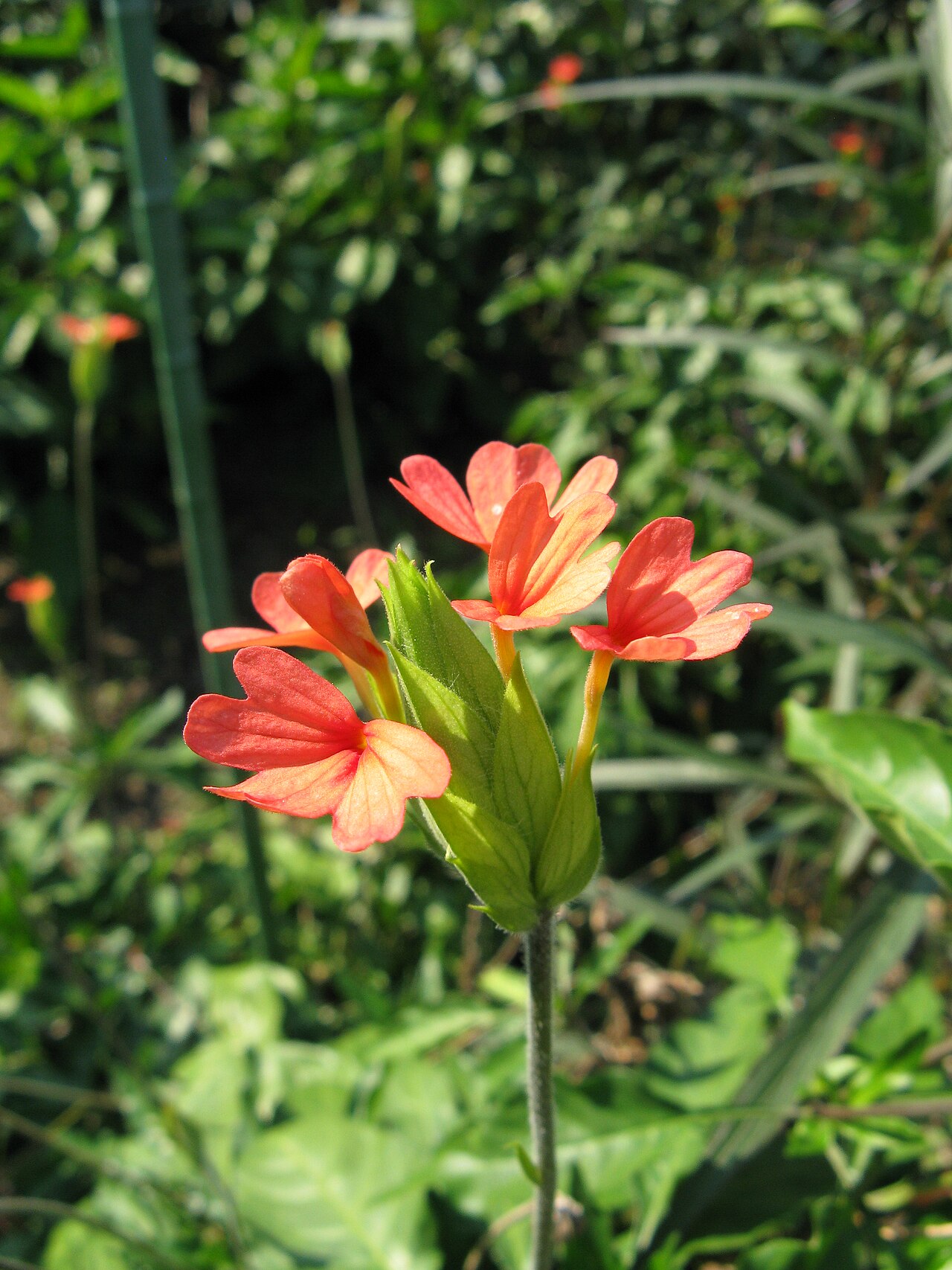 Crossandra nilotica: Scientific name Crossandra nilotica Place:Osaka,Japan